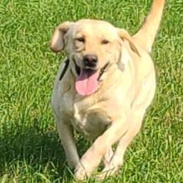 Labradoodles and Labrador Retrievers from Royal Lead Labradors