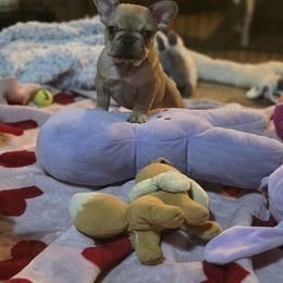 French Bulldog Puppies from OTF Frenchies