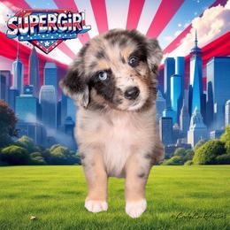 SUPERGIRL-Blue Merle Female - Blue merle female Australian Shepherd puppy in Gainesville, Texas from Lady Luck Aussies