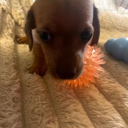 Graham - Chocolate male Dachshund puppy in Martinsville, Indiana from Kary's Mini Doxie Kuddles