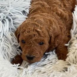 Preston - Apricot male Goldendoodle puppy in Sauk Village, Illinois from Midwest Timberland Pups