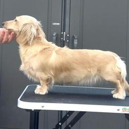 Maybeline - Dachshund