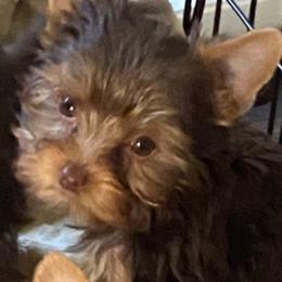 Tiny Cinnamon Dolce - Chocolate and tan female Yorkshire Terrier puppy in Elgin, Illinois from Mud Puppies