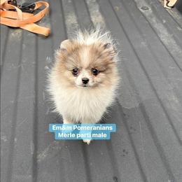 Blue merle parti - Blue merle male Pomeranian puppy in Kentucky from Em&M Pomeranians