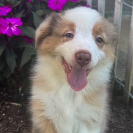 Eleanor - Red merle female Australian Shepherd puppy in Jonesborough, Tennessee from 5AFarms