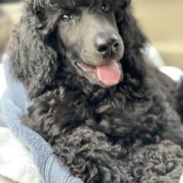 Poodle and Silken Windhound Puppies from Valora Poodles