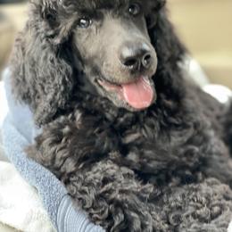 Poodle and Silken Windhound Puppies from Valora Poodles