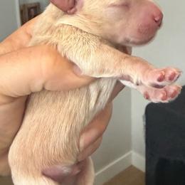 Solid red male (Butch) - Wheaten male Miniature Schnauzer puppy in Bluffdale, Utah from Mountain Point Schnauzers