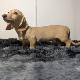 4 Daffy - Cream male Dachshund puppy in Central Point, Oregon from MRS Long Dog Ranch