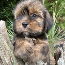 CB1 MALE FLORIDA AKC MULTI CHAMPION ANCESTRY - Red male Lhasa Apso puppy in Bell, Florida from Maryann & Kandis
