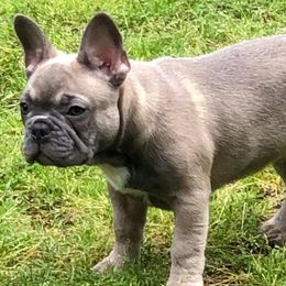 French Bulldogs from Second Star Farm