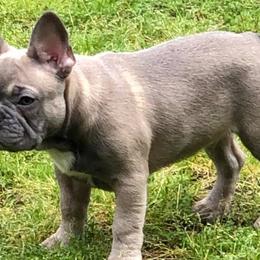 French Bulldogs from Second Star Farm