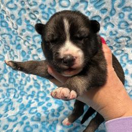Peter - Agouti and white male Siberian Husky puppy in Centreville, Maryland from Huskies By the Bay
