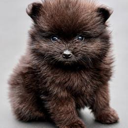 Rowan - Orange sable male Pomeranian puppy in New Lenox, Illinois from Illinois Poms