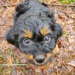 Aussiedoodles and Australian Shepherds from Crystal's Aussies, Doodles and More