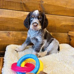 RB4 - Tri-Roan male English Springer Spaniel puppy in Britton, South Dakota from K&S Canines