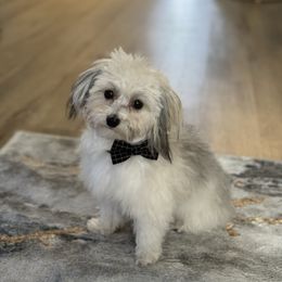 Jack - Coton de Tulear