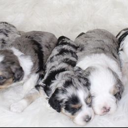 Aussiedoodle and Goldendoodle Puppies from Skyridge Doodles