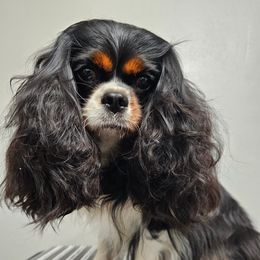 Evelyn - Cavalier King Charles Spaniel