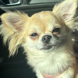 Pomeranians from Hearts Of Love