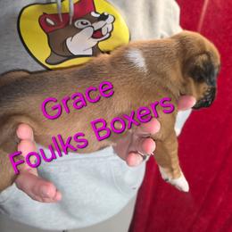 Grace - Fawn female Boxer puppy in Mount Zion, Illinois from Foulk's Boxer Puppies