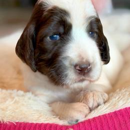 Girl 1 - Parti female Goldendoodle puppy in Willacoochee, Georgia from Kitandkboodle's Doodles