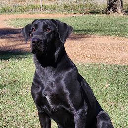 Reef - Labrador Retriever