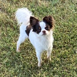 Meeko - Chihuahua