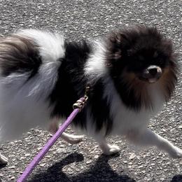 Mercedes - Pomeranian