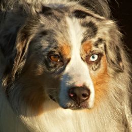 Milo - Miniature Australian Shepherd