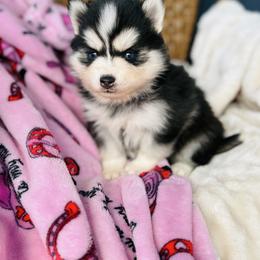 Cosmopawlitan - Black and white female Pomsky puppy in Yavapai County, Arizona from Pawsh Pomskies