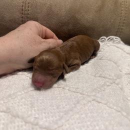 Leo - Red  male Goldendoodle puppy in Graham, North Carolina from Geise Meadow Doodles