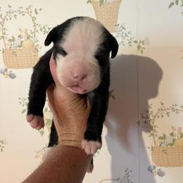 Girl 3 - female Alapaha Blue Blood Bulldog puppy in Grafton, Ohio from Eclipse Alapaha Kennels