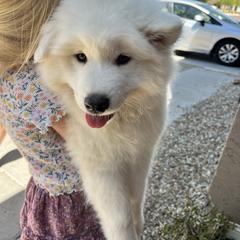 Samoyed Puppies from Virgin River Samoyeds