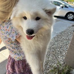 Samoyed Puppies from Virgin River Samoyeds