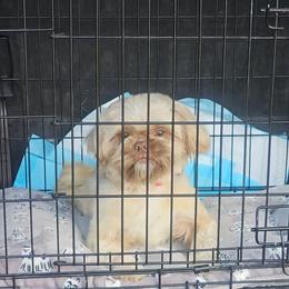 Shih Tzu Puppies from Shantii's Shih Tzu's