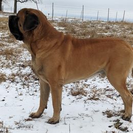 Mastiff Puppies from Celtic's Mastiffs