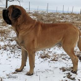 Mastiff Puppies from Celtic's Mastiffs