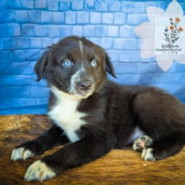 Dixie - Black & white female Australian Shepherd puppy in Owego, New York from WildBloom Australian Shepherds