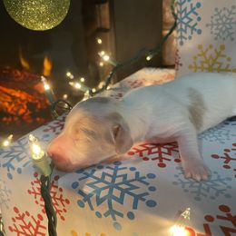 Dachshund Puppies from Lively Dachshunds