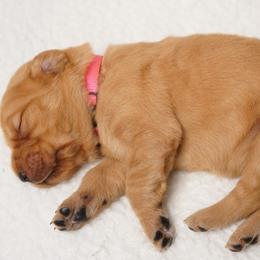Golden Retriever Puppies from Dixie Goldens
