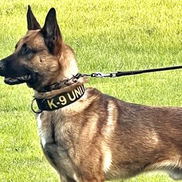 Belgian Malinois, German Shepherds, and Working Dog Crosses from Laeknir K9