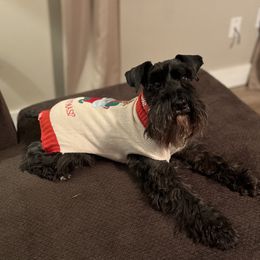 Bandit - Miniature Schnauzer