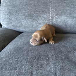 Candy cane - Cream female Dachshund puppy in Perris, California from Doxie_pupps