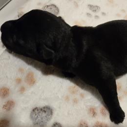 Male3 - Black male Scottish Terrier puppy in Conroe, Texas from Scotch McLaren Terriers