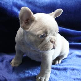 French Bulldog Puppies from R & S Frenchies