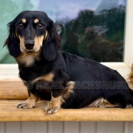 Frankie - Dachshund