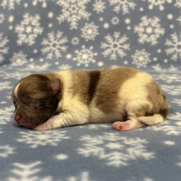 Chocolate Merle boy 1 - Chocolate merle male Pomeranian puppy in Princeton, New Jersey from PureLove Poms.