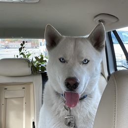 Daos - Siberian Husky