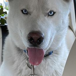 Daos - Siberian Husky
